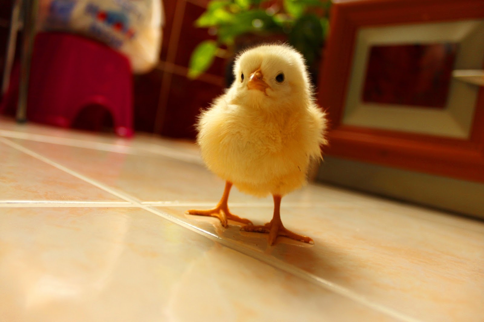 özbekistan uçak bileti