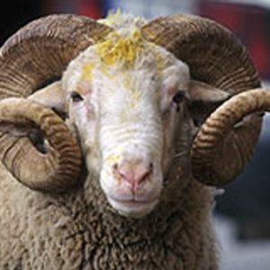 "Ülke ortalamasında fiyatlar, geçen yıla göre, büyükbaşta yüzde 8,9, küçükbaşta ise yüzde 9,1 oranında artmıştır" diyen Bayraktar, Temmuz ayı itibarıyla yıllık enflasyonun yüzde 8,79 düzeyinde gerçekleştiği göz önüne alındığında fiyatlarda ciddi bir artış olmadığını kaydetti.