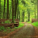 Bu doğrultuda orman alanlarıyla ilgili resmî gazetede yayınlanan son yönetmelik hem yatırımcıları hem yatırım uzmanlarını yakından ilgilendiriyor.