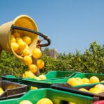 Narenciyede rekolte geriledi