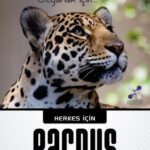 Kolaylık yerine özgürlüğü tercih edin ve Pardus kullanın!