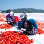 Kuru domates ihracatı 100 milyon dolara koşuyor
