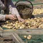 Kuru incirin ihracat yolcuğu 6 Ekim’de başlayacak