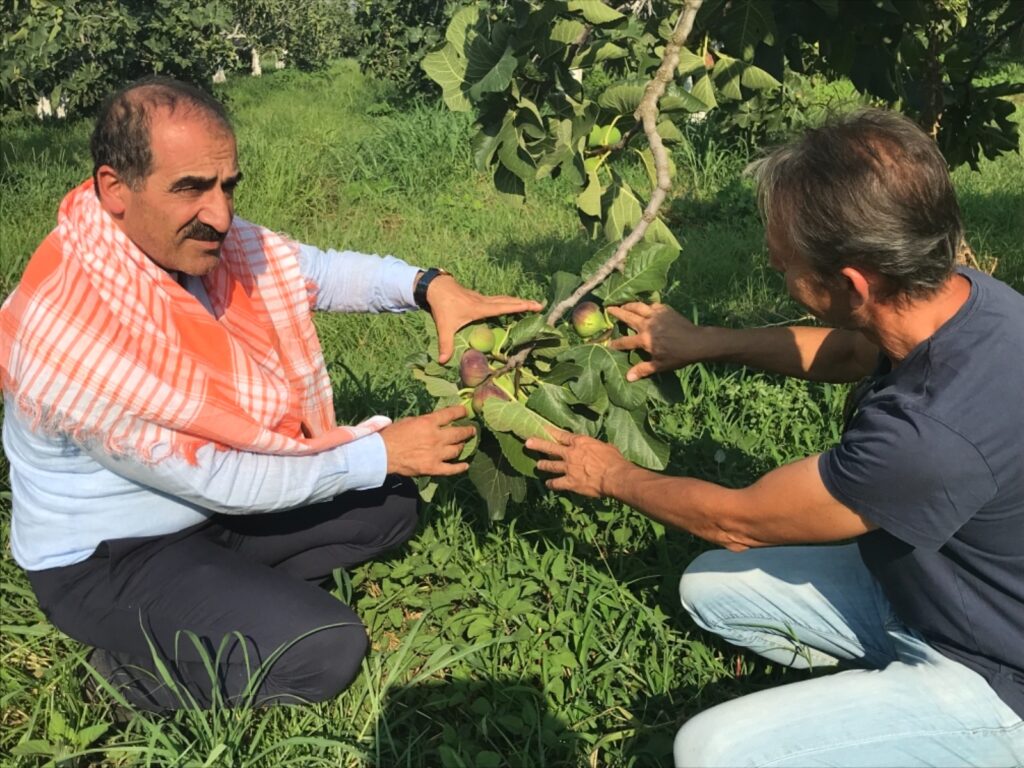 Başkan Uçak, “Türkiye, 2022 yılında 47 ülkeye Bursa siyahı taze incir ihraç ederken ilk sırada 17,6 milyon dolarlık taleple Almanya yer aldı. Hollanda’ya 4,2 milyon dolarlık Bursa siyahı ihraç edilirken, Avusturya 3,4 milyon dolar, Birleşik Krallık 3,3 milyon dolarlık taleple üçüncü sıraya adını yazdırdı. Sarılop ihracatında Rusya Federasyonu 4,1 milyon dolarla zirvede yer alırken, Almanya’dan 3,5 milyon dolarlık sarılop talebi geldi. Hong Kong ise 1 milyon dolarlık sarılop ithal ederek üçüncü ülke oldu. Sarılop ihraç ettiğimiz ülke sayısı 40 olarak kayıtlara geçti.” diye konuştu.