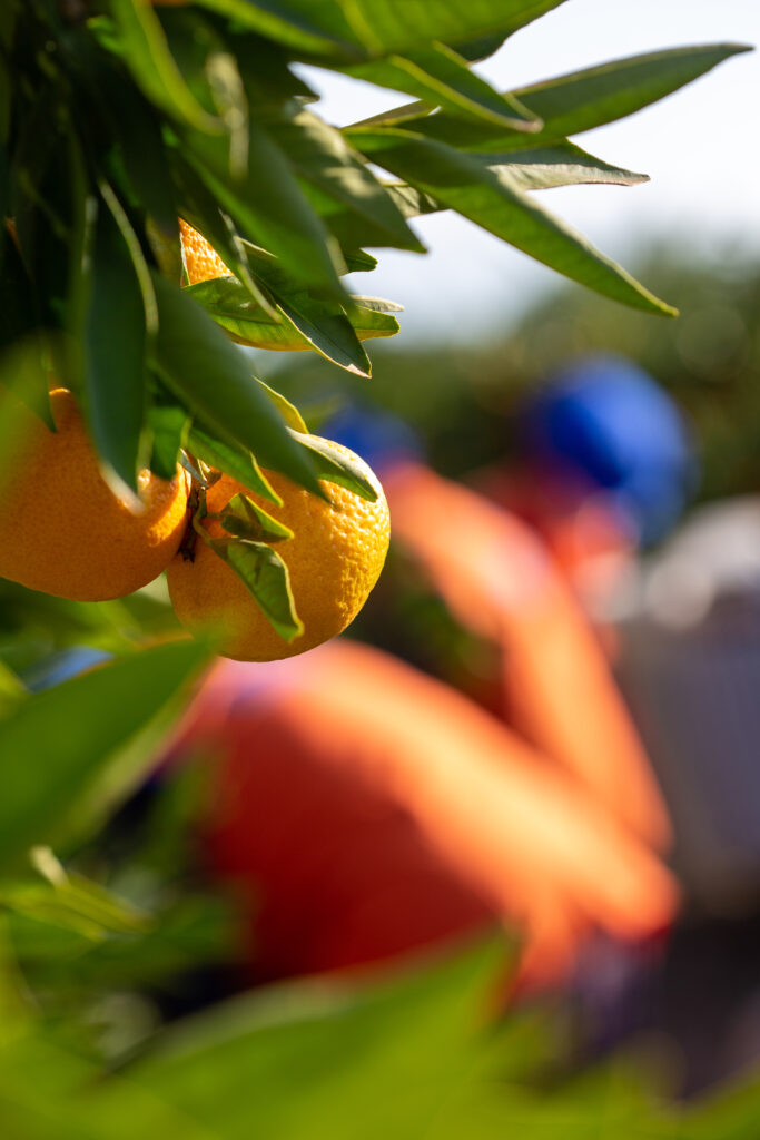 Uçak, 2022 yılı Türkiye geneli turunçgil ihracatında yüzde 2 artışla 463 milyon dolarla mandarin ilk sıradayken, limon ihracatında da yüzde 272 milyon dolara ulaşıldığını, portakal ihracatının 98 milyon dolar, greyfurt ihracatının ise 69 milyon dolar olarak gerçekleştiğini açıkladı. 