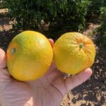 Ticaret Bakanlığı Ege Gümrük ve Dış Ticaret Bölge Müdürlüğü başkanlığında oluşturulan "Satsuma Mandarin Çeşidinin Kesim İhraç Tarihlerinin Belirlenmesi Komisyonu” tarafından İzmir'e bağlı ilçelerde emsal teşkil edecek bahçelerde yapılan incelemeler ve alınan numunelerin İzmir Laboratuvar Müdürlüğü'nde yapılan analizi sonucunda; Satsuma Mandarin çeşidinin 18 Ekim 2023 tarihinde kesimine, 20 Ekim 2023 tarihinde ihracatına izin verilmesi kararlaştırıldı.