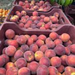 2019 yılında 90 milyon dolar şeftali ve nektarin ihracatı gerçekleştiren Türkiye, 2023 yılı sonunda her yıl şeftali ihracatını artırarak 203,5 milyon dolara ulaşmıştı. Şeftali ve nektarin ihracatımızın miktar bazında 104 bin tondan 134 bin tona çıktığı bilgisini veren Ege İhracatçı Birlikleri Koordinatör Başkan Yardımcısı ve Ege Yaş Meyve Sebze İhracatçıları Birliği Başkanı Hayrettin Uçak, şeftali ve nektarinin önemli ihraç ürünleri arasında yer aldığının altını çizdi.