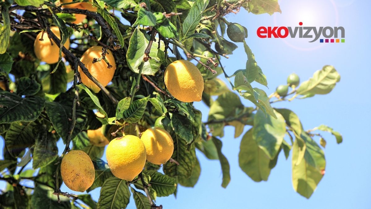 Limon ihracatı geçici olarak durduruldu