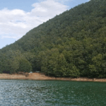 Mehmet Cengiz'in şirketi, 51 bin ağaç kesecek