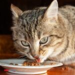 Kedi-köpek maması sektörü ihracatını 11 yılda 33 kat artırdı