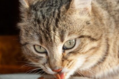 Kedi-köpek maması sektörü ihracatını 11 yılda 33 kat artırdı