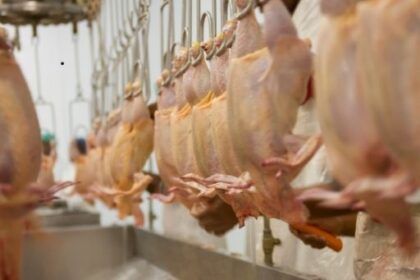 Ramazan öncesi tavuk ürünleri ihracatına yasak