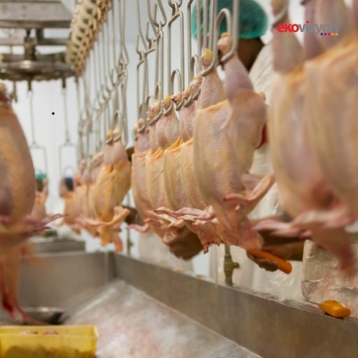 Ramazan öncesi tavuk ürünleri ihracatına yasak