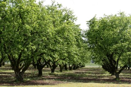 Cüneyt Zapsu o ülkeye 70 bin fındık ağacı dikti